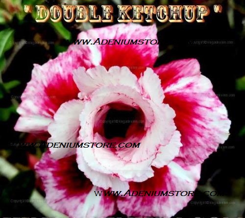 (image for) Adenium Obesum Double Ketchup 5 Seeds - Click Image to Close